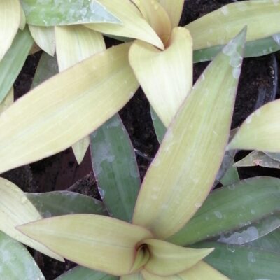 Tradescantia spathacea Sitara Gold