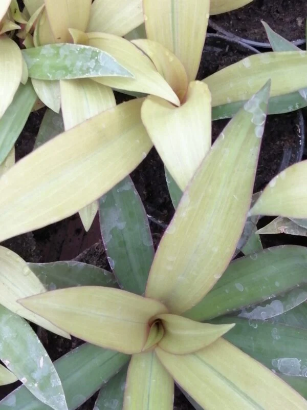 Tradescantia spathacea Sitara Gold, pianta da interno e da esterno
