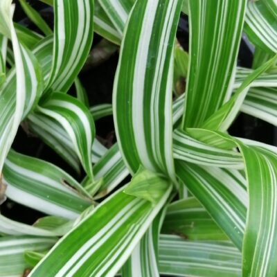 Murdannia acutifolia 'Variegata'