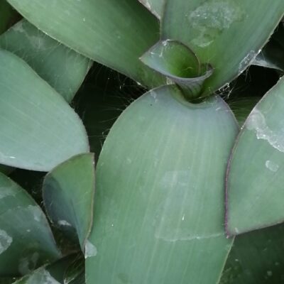 Tradescantia (Sectrasea) pallida