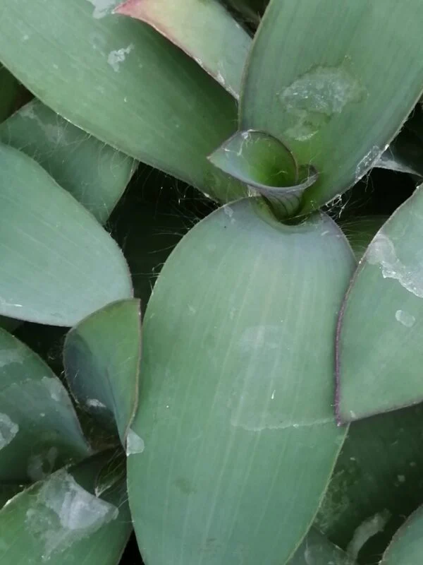 Tradescantia (Setcreasea) pallida, pianta da interno e da esterno