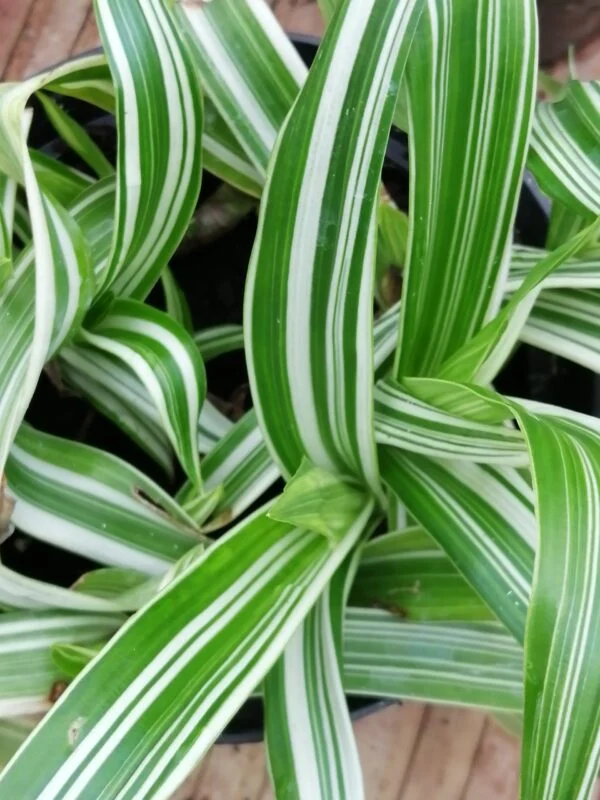 Murdannia acutifolia 'Variegata', pianta da interno