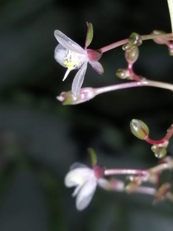 Murdannia loriformis, foto 2