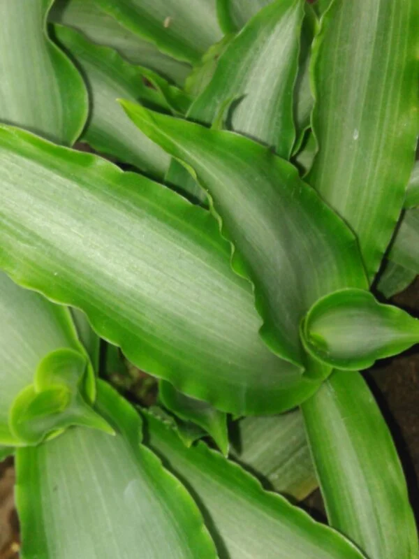 Murdannia loriformis 'Bright Star', foto 3