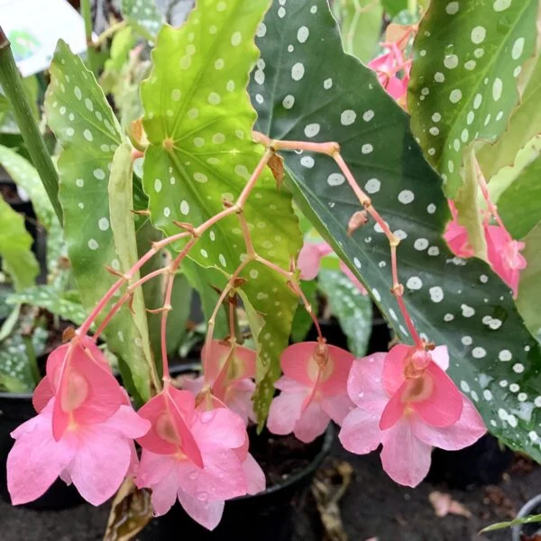 Begonia My Special Angel, foto 2