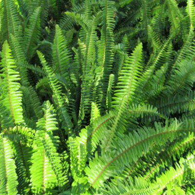 Nephrolepis cordifolia