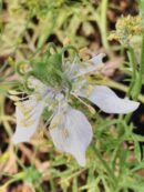 Nigella sativa