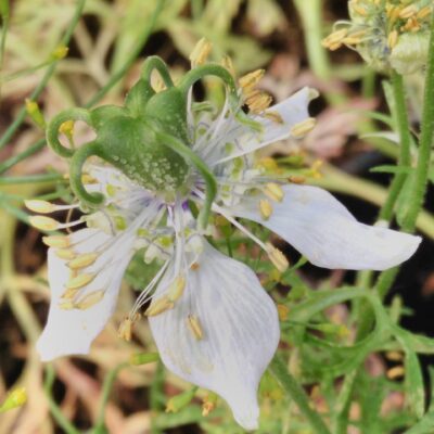 Nigella sativa