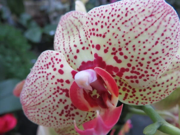 Orchidee, foto 10