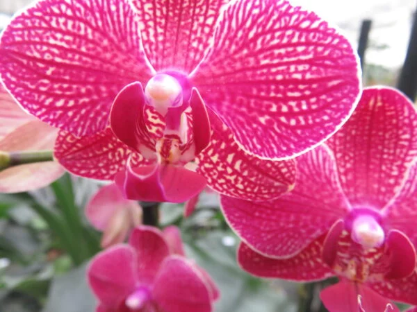 Orchidee, foto 11