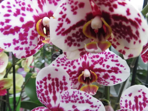 Orchidee, foto 12