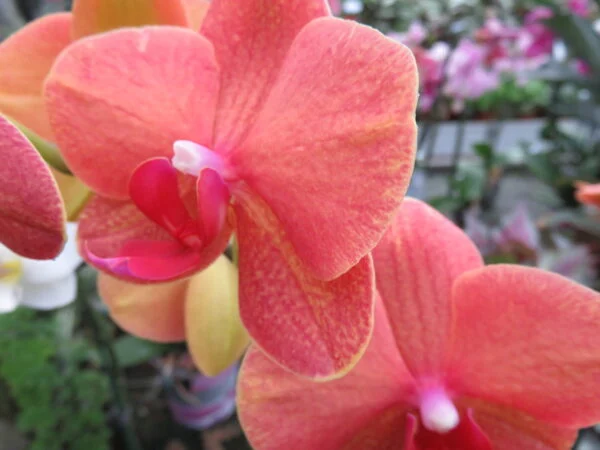 Orchidee, foto 13