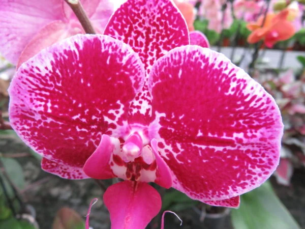 Orchidee, foto 14