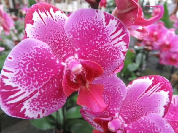 Orchidee, foto 2