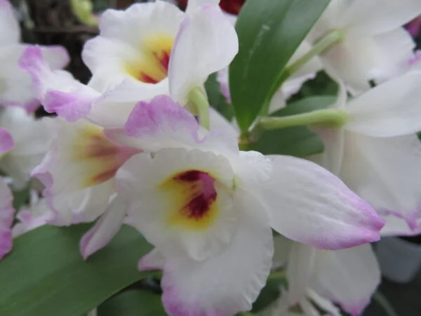 Orchidee, foto 3