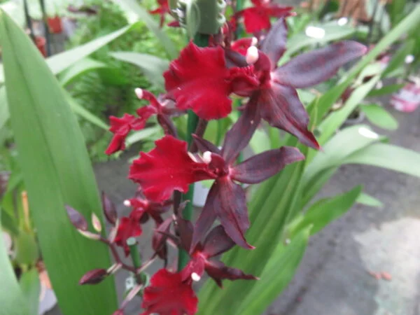 Orchidee, foto 4