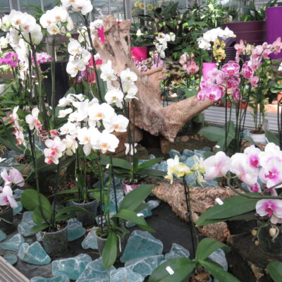 Orchidee