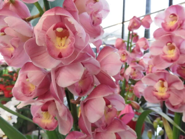 Orchidee, foto 5