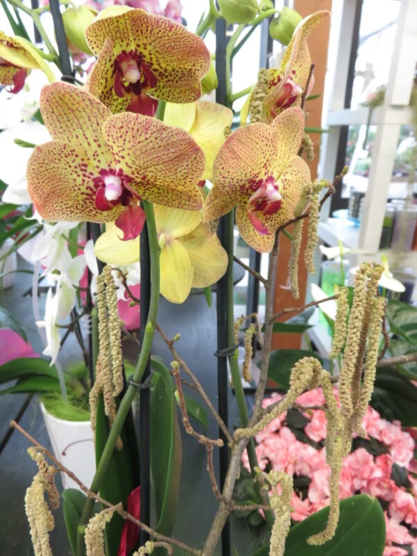 Orchidee, foto 6