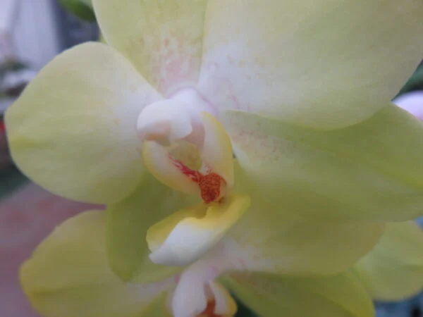 Orchidee, foto 7