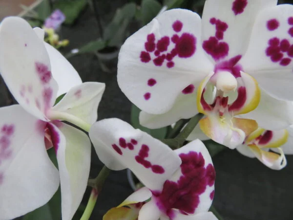 Orchidee, foto 8