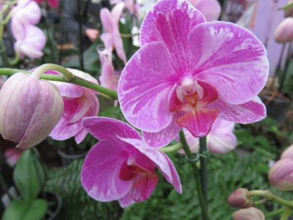 Orchidee, foto 9