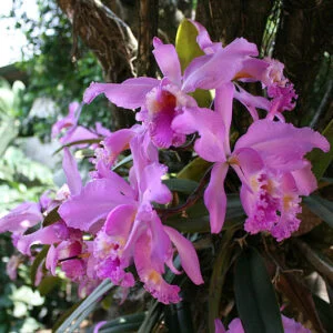 Orchidee e Dolci Emozioni