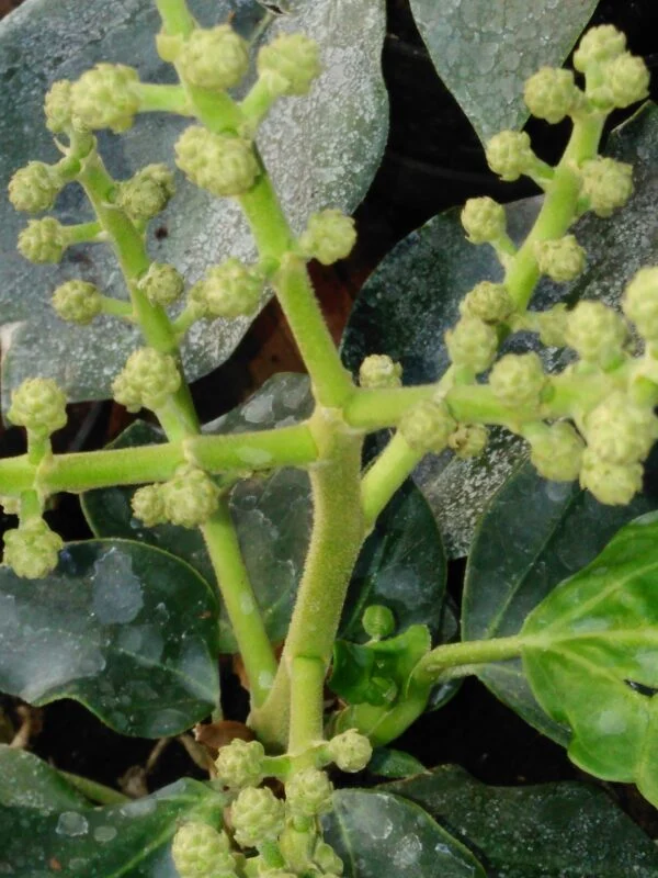 Oreopanax capitatus, foto 2