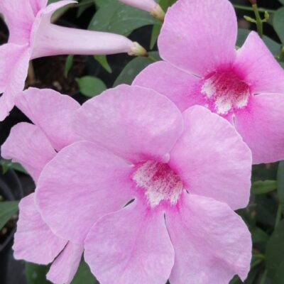 Pandorea jasminoides