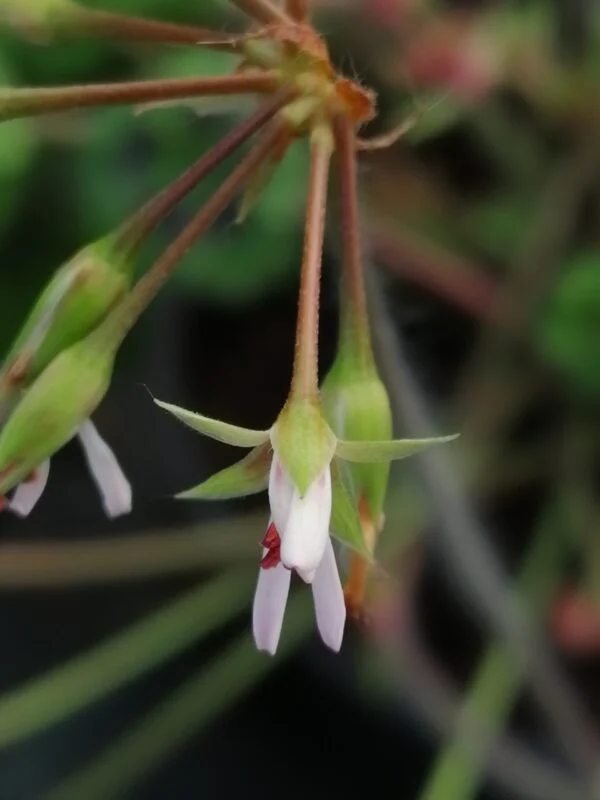 Pelargonium alchemilloides, foto 2