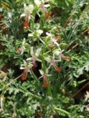 Pelargonium crithmipholium