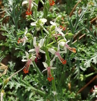 Pelargonium crithmipholium