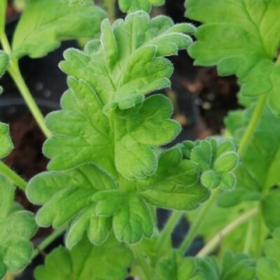 Pelargonium fulgidum