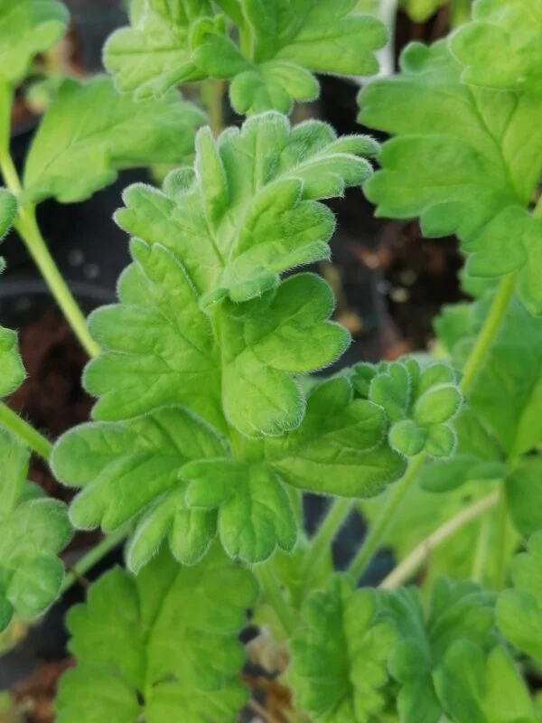 Pelargonium fulgidum, pianta da esterno