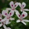 Pelargonium Lemon Kiss, pianta da esterno