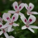 Pelargonium Lemon Kiss