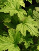 Pelargonium Mabel Grey