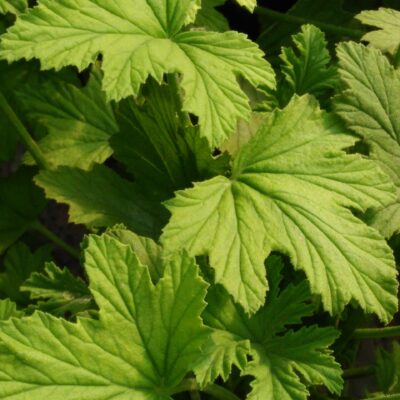 Pelargonium Mabel Grey
