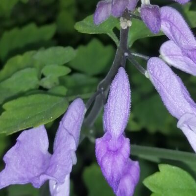 Plectranthus saccatus