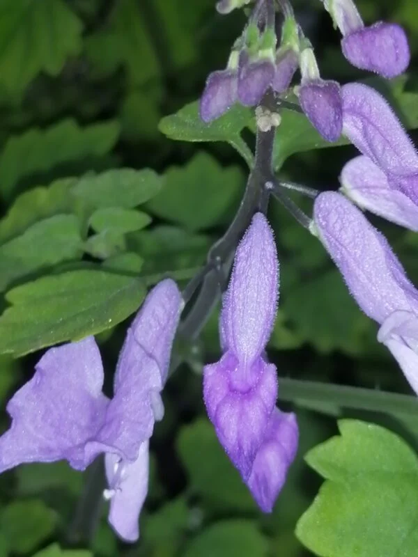Plectranthus saccatus, pianta per orto e cucina