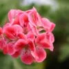 Pelargonium Paton’s Unique, pianta da esterno