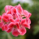 Pelargonium Paton's Unique