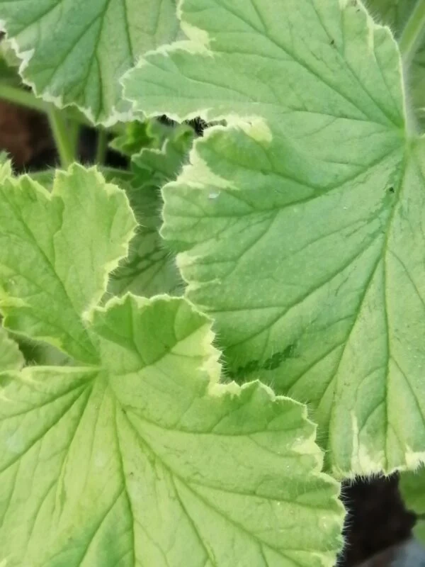 Pelargonium Radula, foto 2