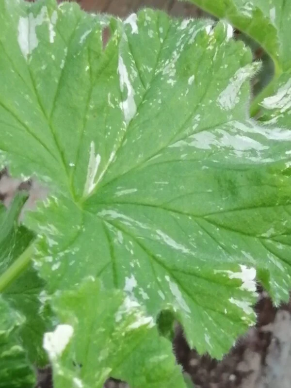 Pelargonium Both’s Snowflake, pianta da esterno