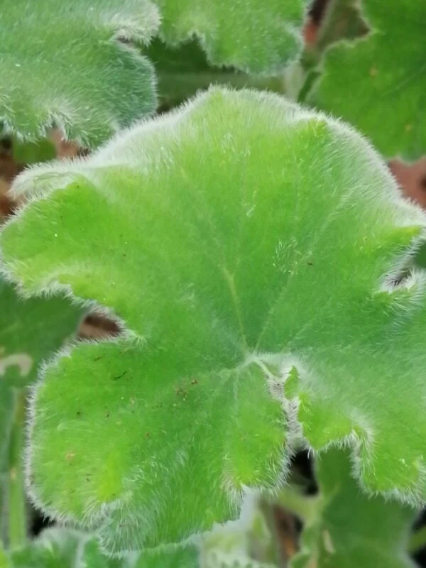 Pelargonium Radula, foto 4