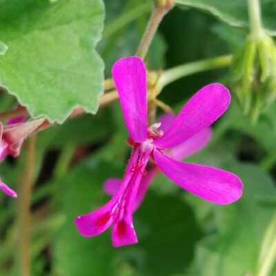 Pelargonium ionidiflorum