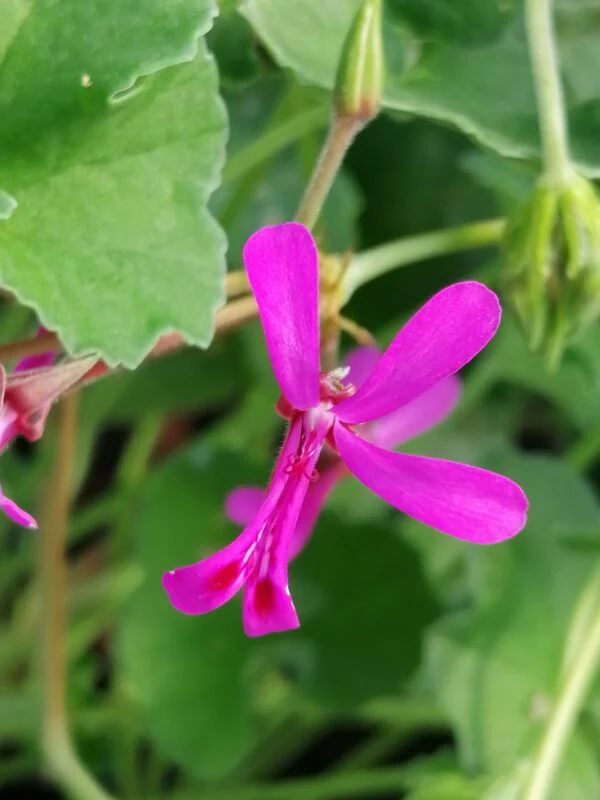 Pelargonium ionidiflorum, pianta da esterno