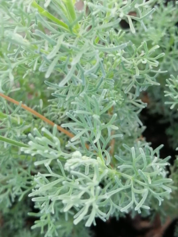 Pelargonium Radula, foto 6