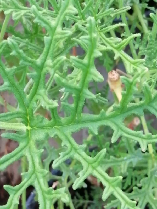 Pelargonium Radula, pianta da esterno