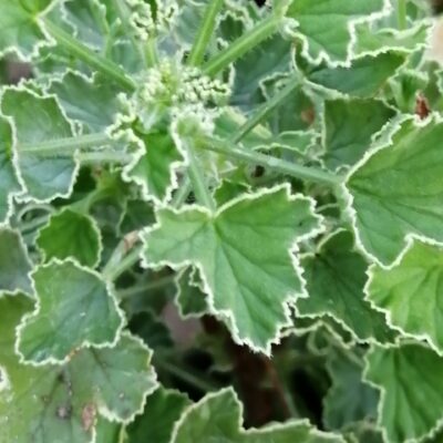 Pelargonium Rita Scheen